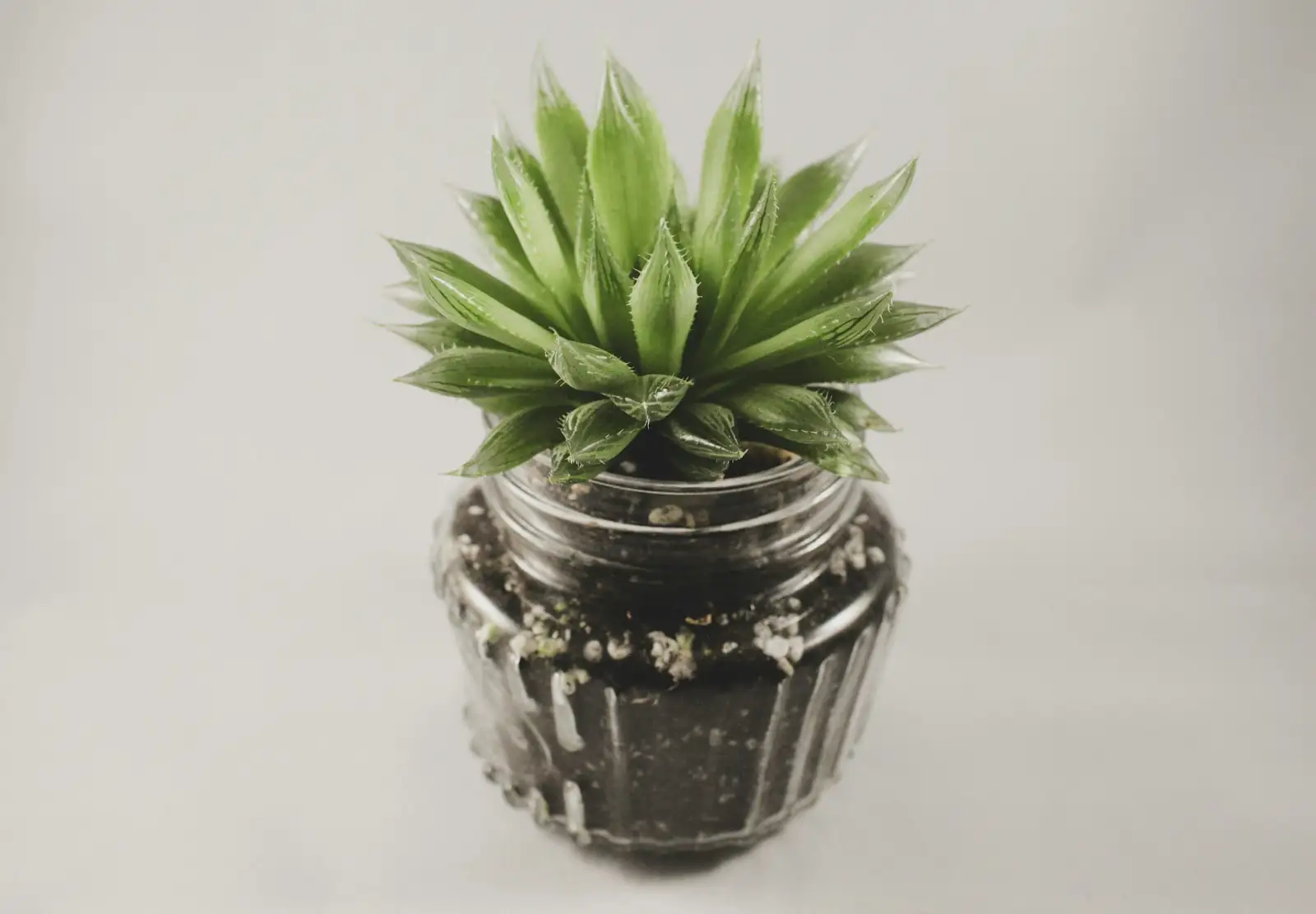 Make Those Crystal Windows Glow: The No-Rot Care Playbook for Haworthia cooperi