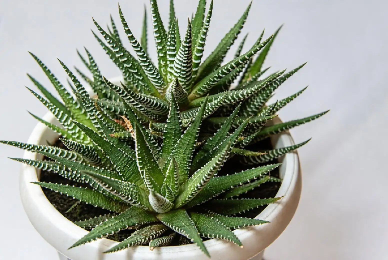 haworthia cooperi bottom watering