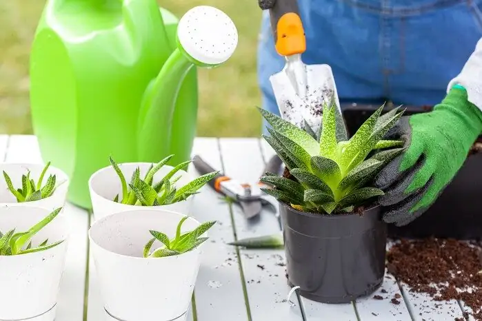 haworthia cooperi separating pups