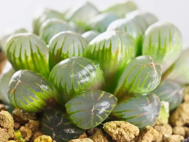 Mushy Leaves? Cottony Specks? Your Haworthia cooperi Triage Guide (Rot, Mealybugs, Sunburn)