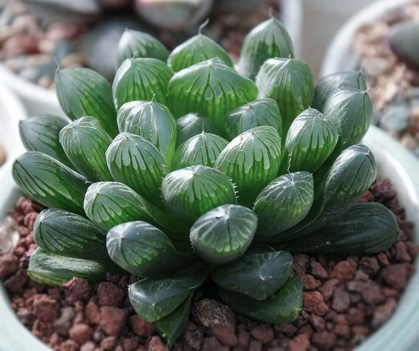 haworthia cooperi root rot trimming