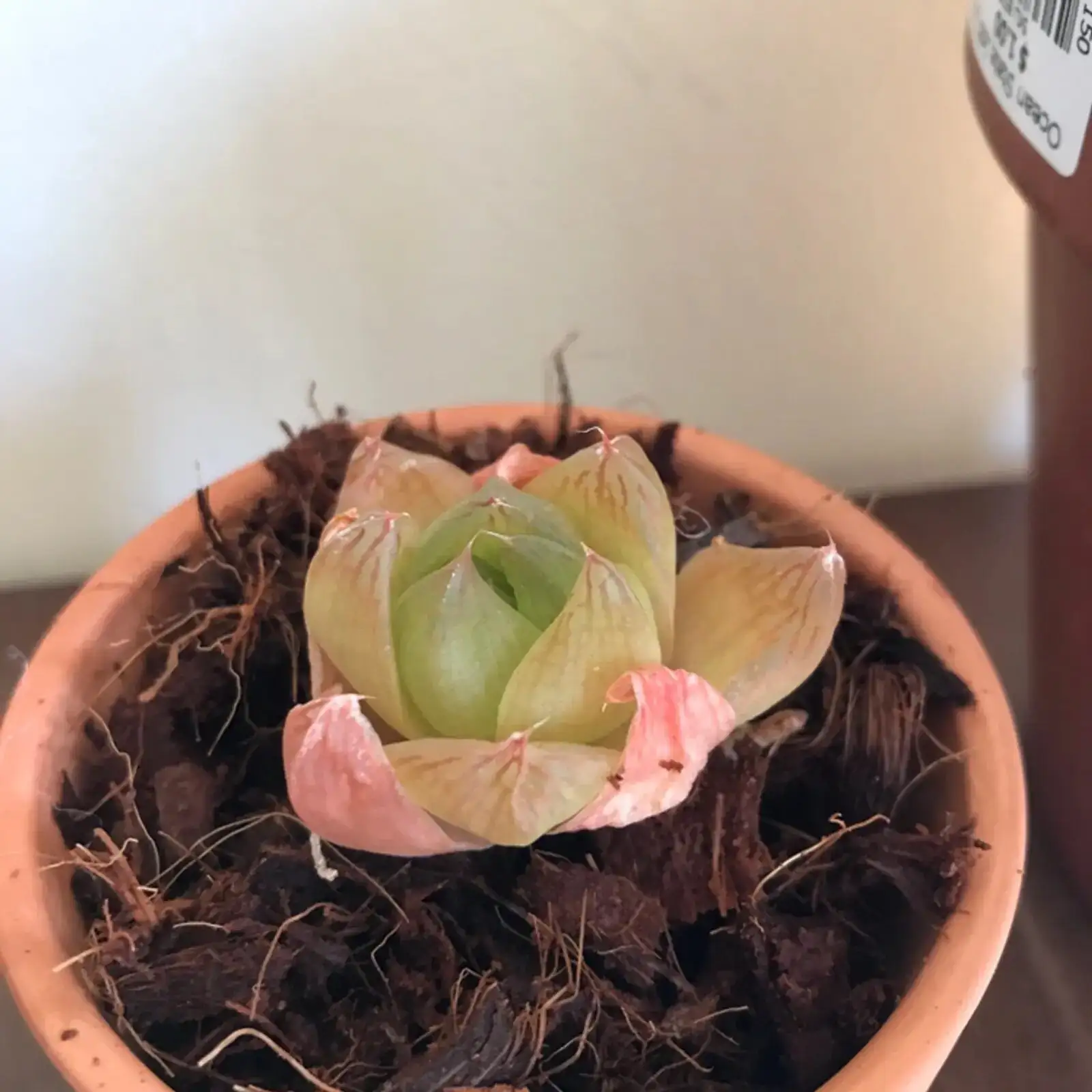 haworthia cooperi sunburn brown tips