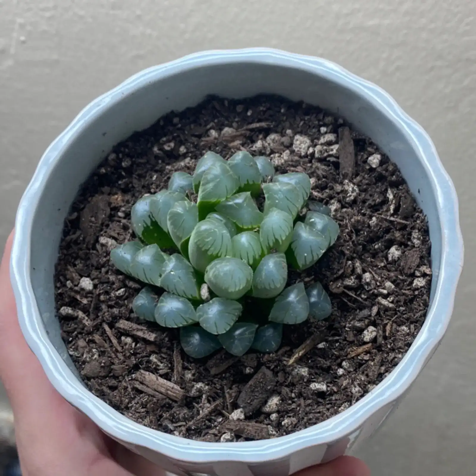 haworthia cooperi mealybugs alcohol swab