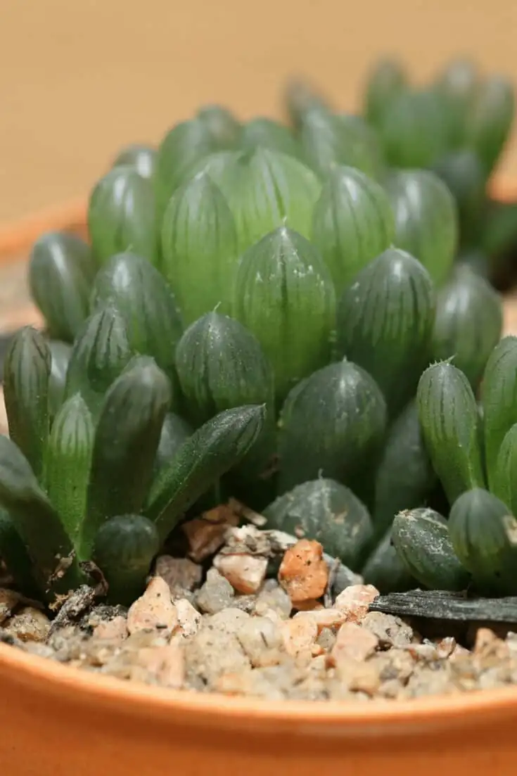 haworthia cooperi gritty soil repot