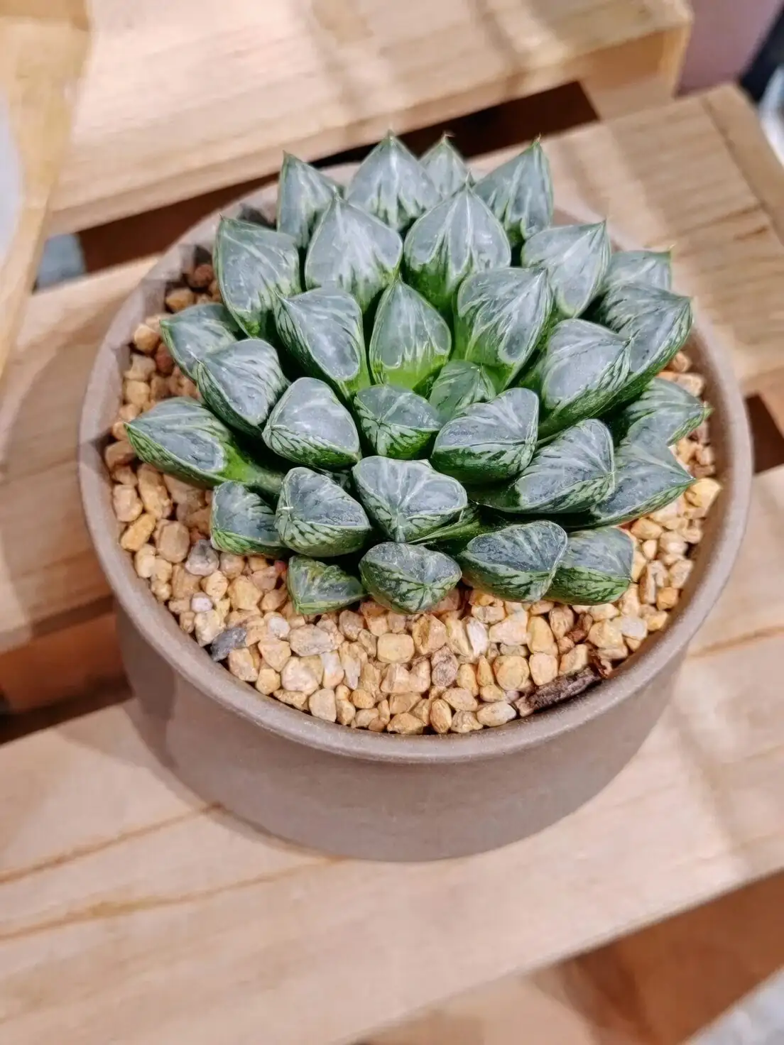 Haworthia cooperi venusta hairy leaves