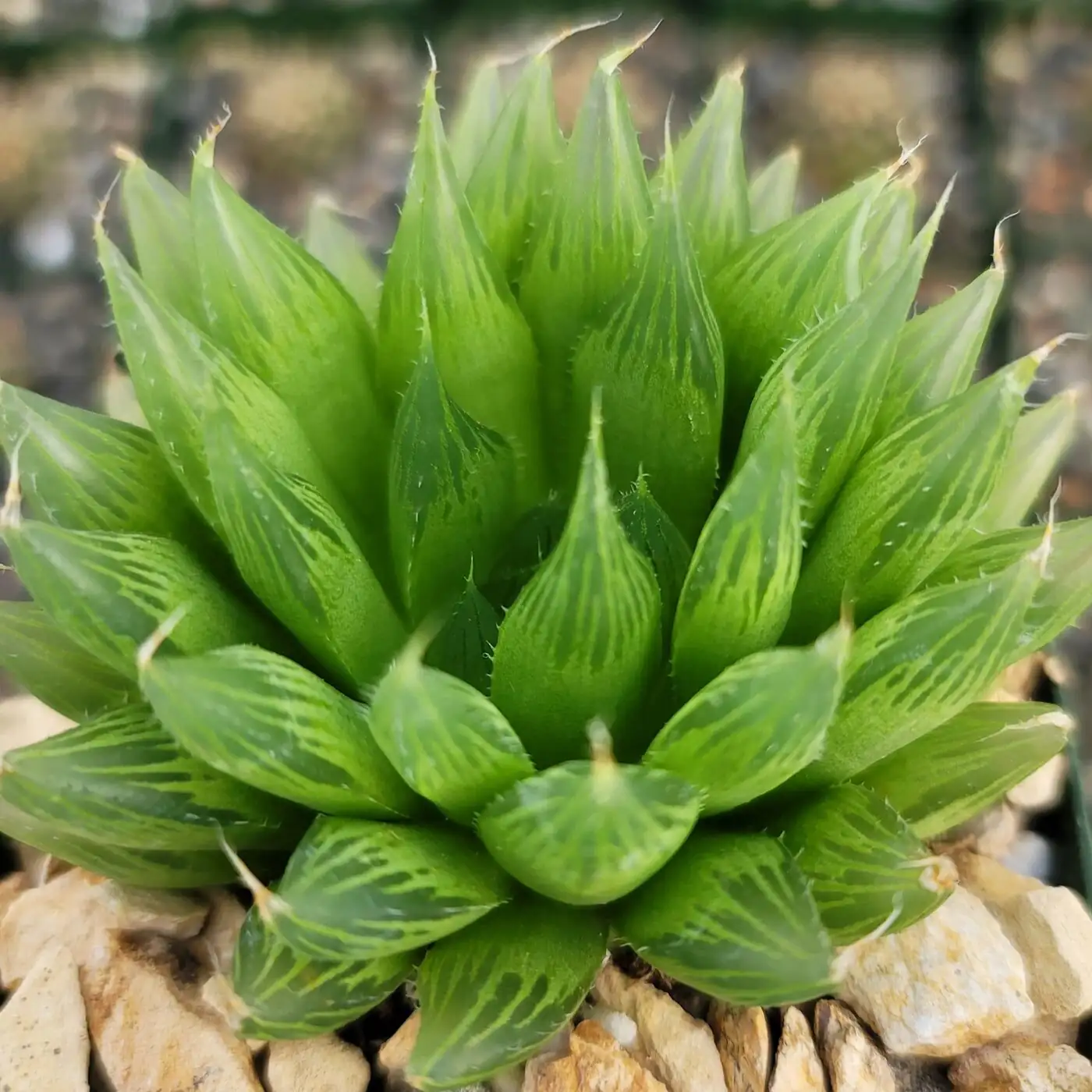 See-Through Leaves Explained: The Optics and Anatomy Behind Haworthia cooperi’s Windows
