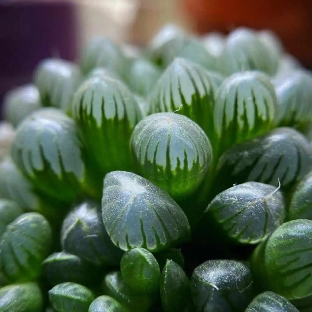 Haworthia cooperi leaf window close-up