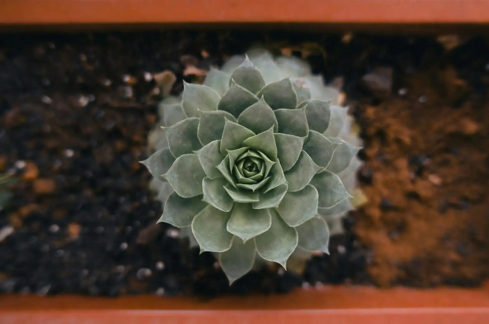 Haworthia cooperi gritty soil shallow pot