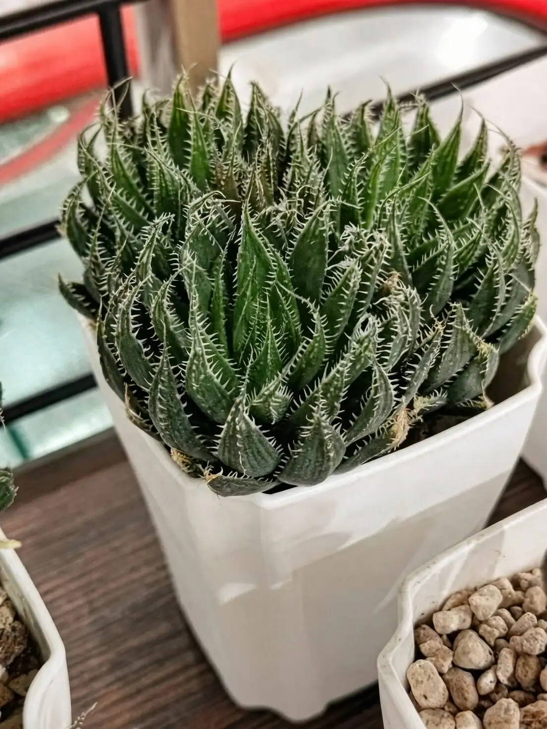 Haworthia cooperi offset propagation hands