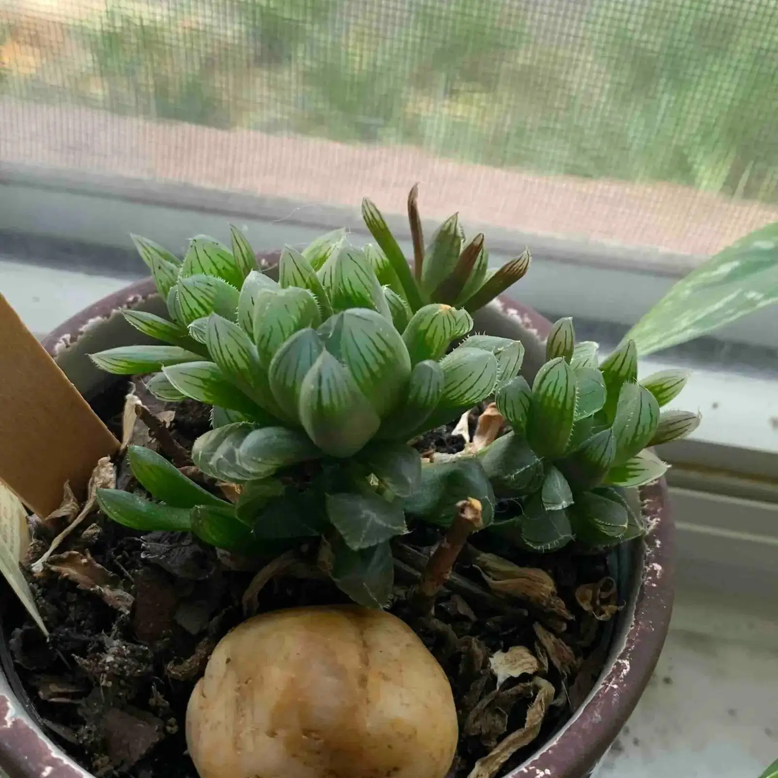 Quiet Brilliance: The Modern Flower Language of Haworthia cooperi and Its Cultural Meaning