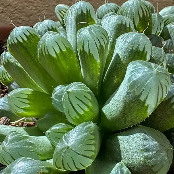 haworthia cooperi rosette close up