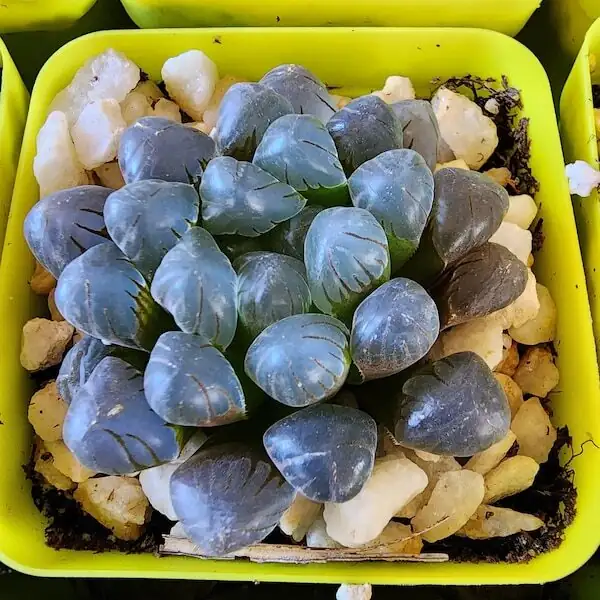 haworthia cooperi on study desk