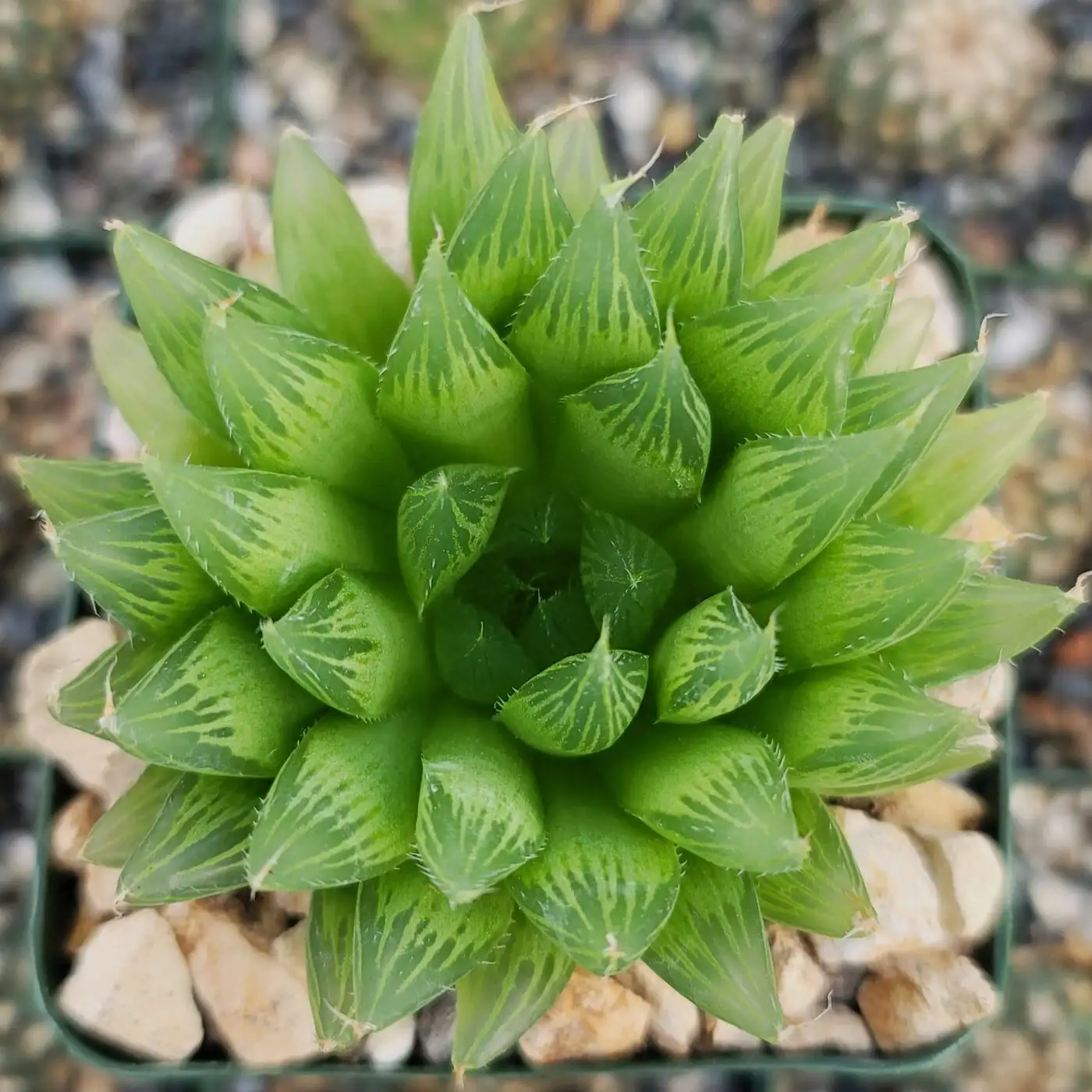 haworthia cooperi gift pot card