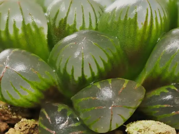 Offsets to Mini-Constellations: A Step-by-Step Propagation Masterclass for Haworthia cooperi