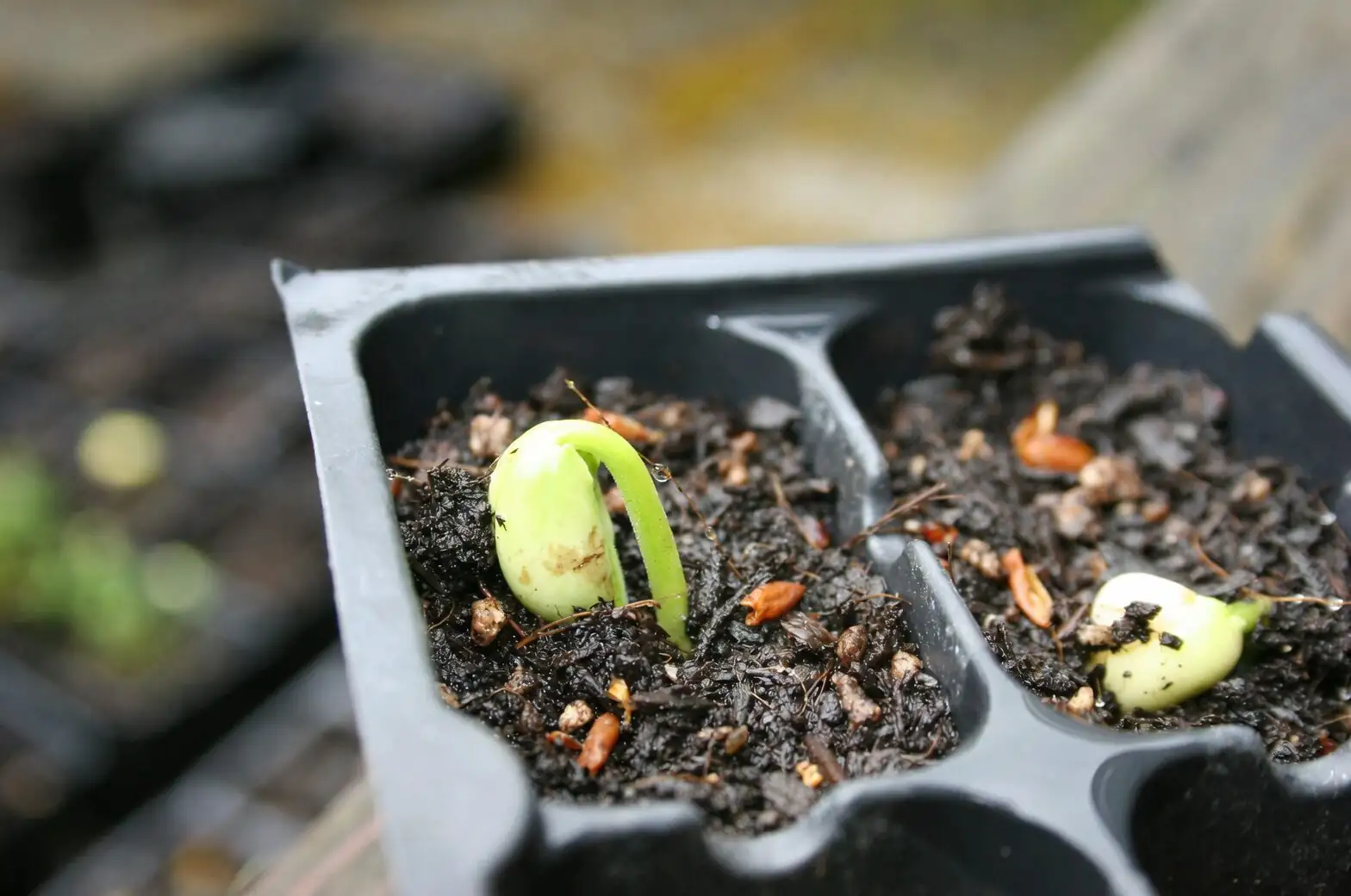 haworthia cooperi seed sowing tray
