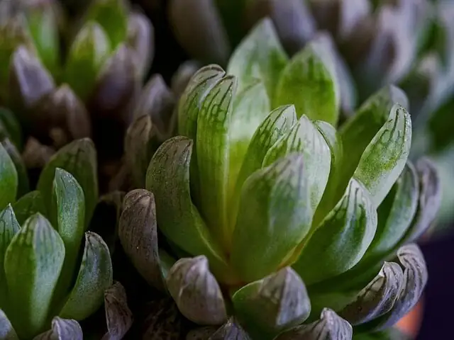 Tiny Plant, Big Glow: Styling Haworthia cooperi for Sun-Safe Windowsills and Calm Work Nooks