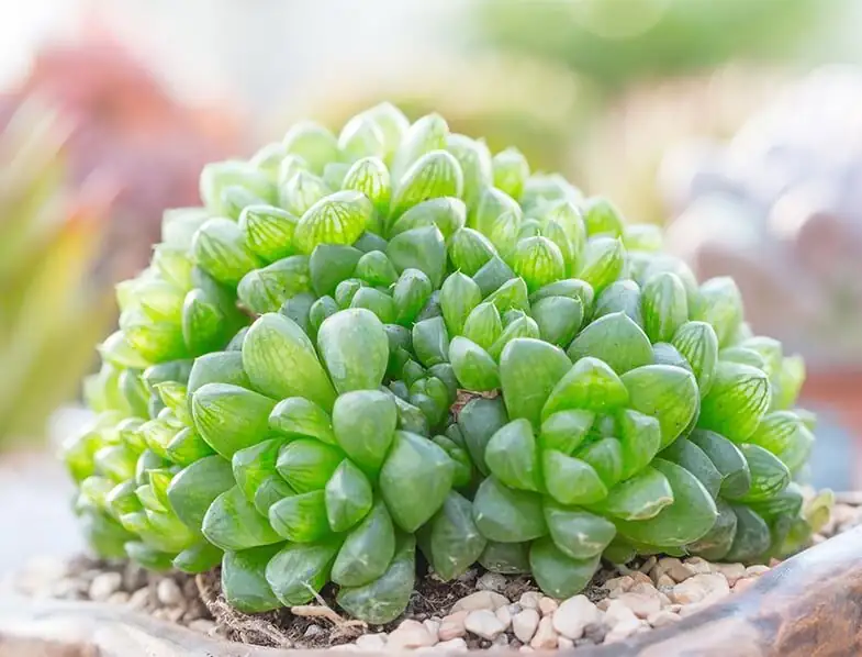 Haworthia cooperi shallow pot quartz gravel