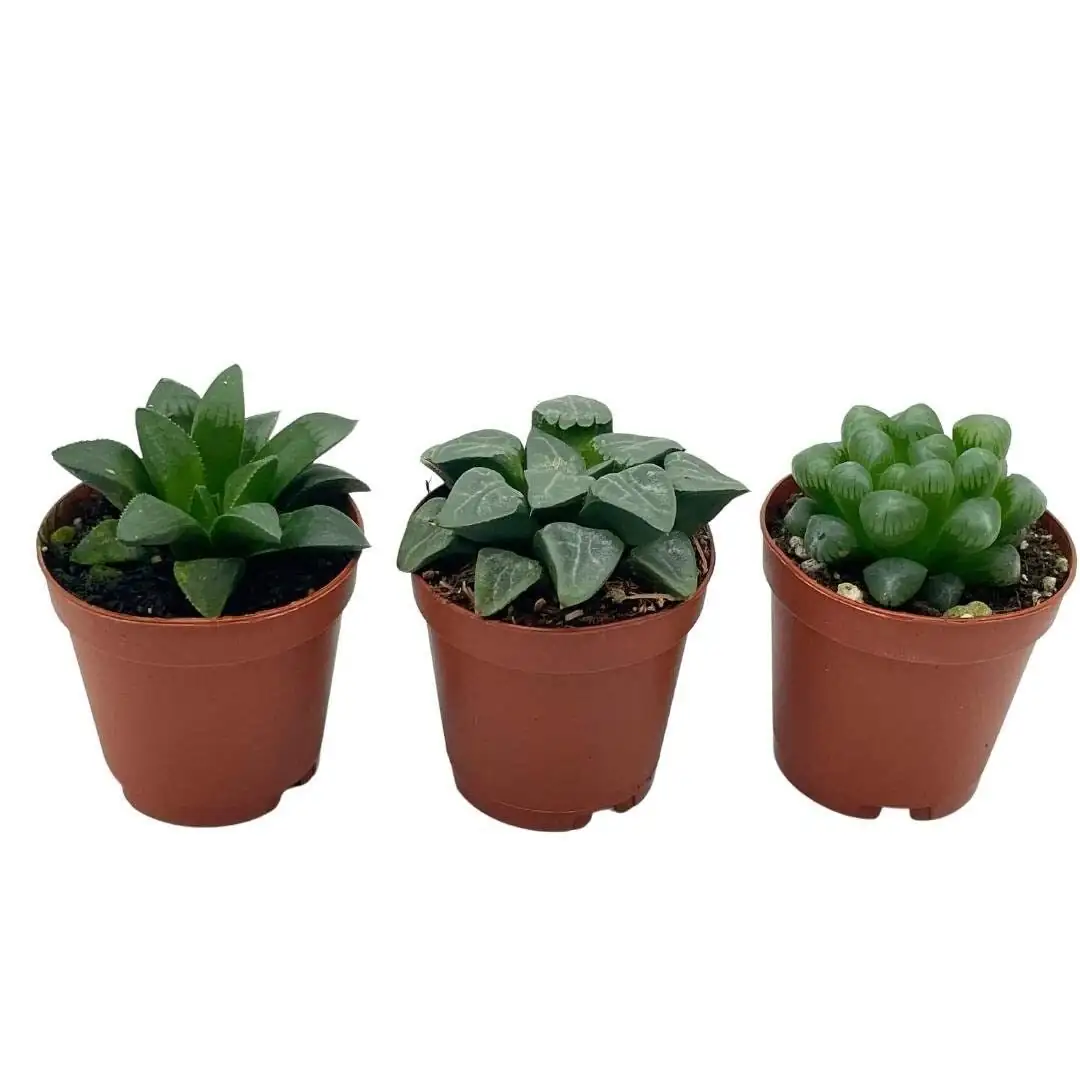 Haworthia cooperi desk trio tray