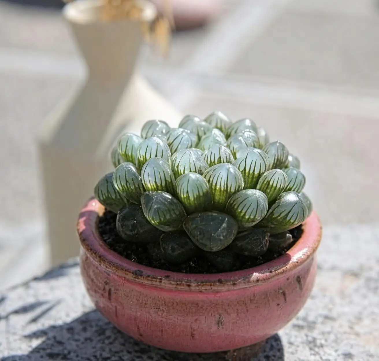 Haworthia cooperi watering soil spout