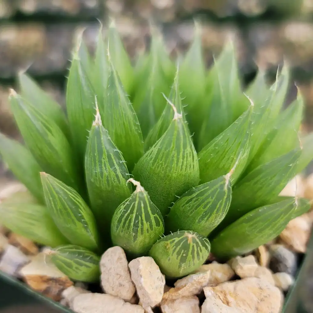 haworthia cooperi window leaves close-up