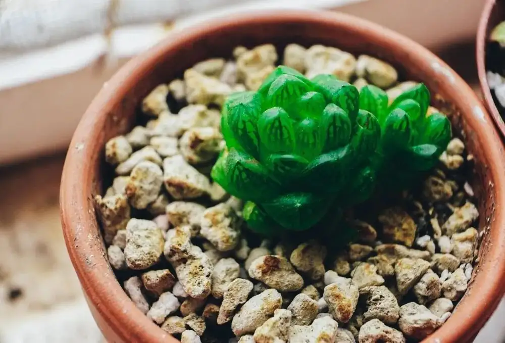 haworthia cooperi pumice perlite mix