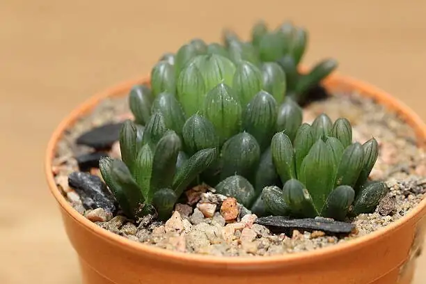 haworthia cooperi shallow terracotta pot