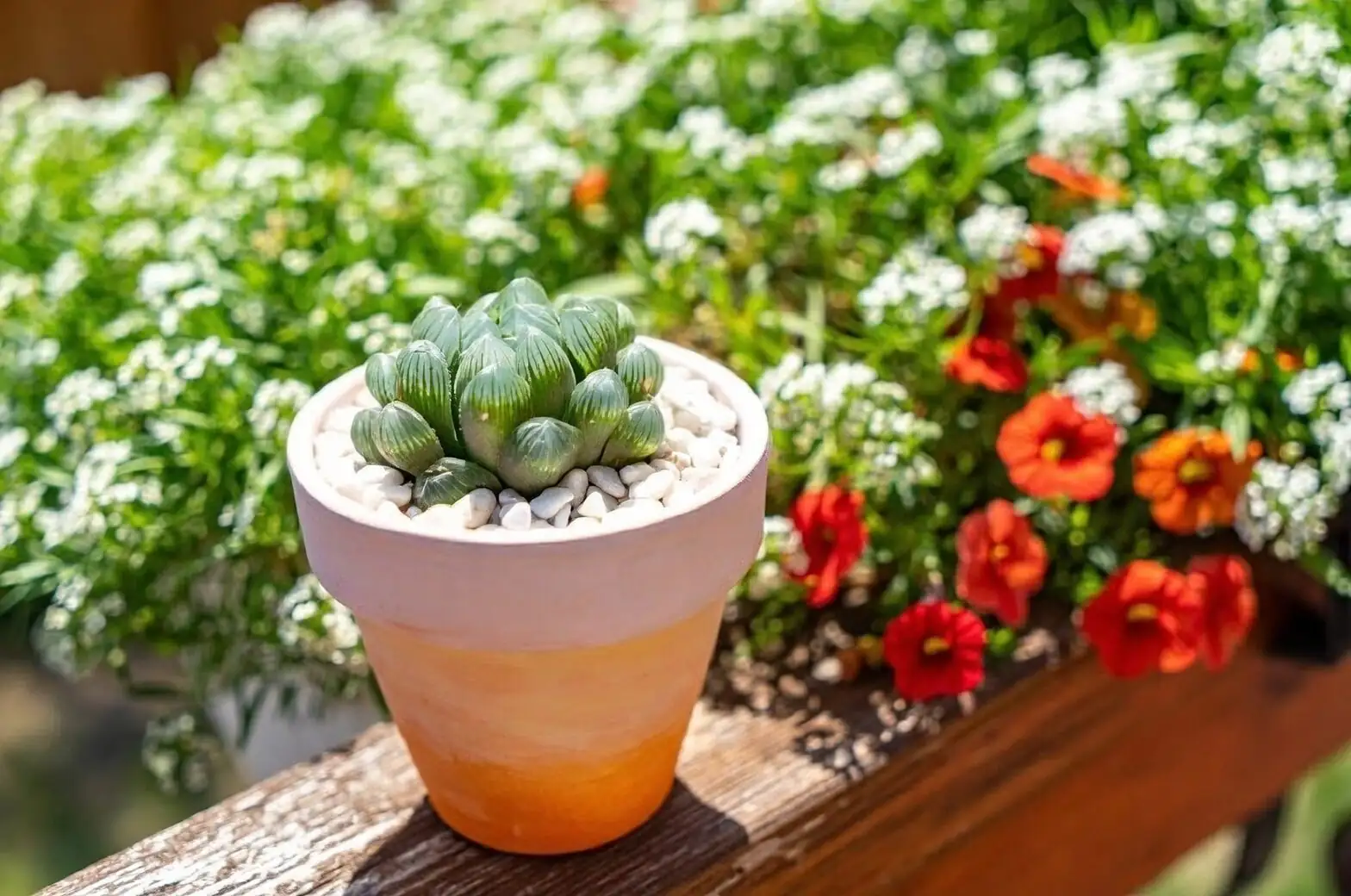 haworthia cooperi gritty soil shallow pot