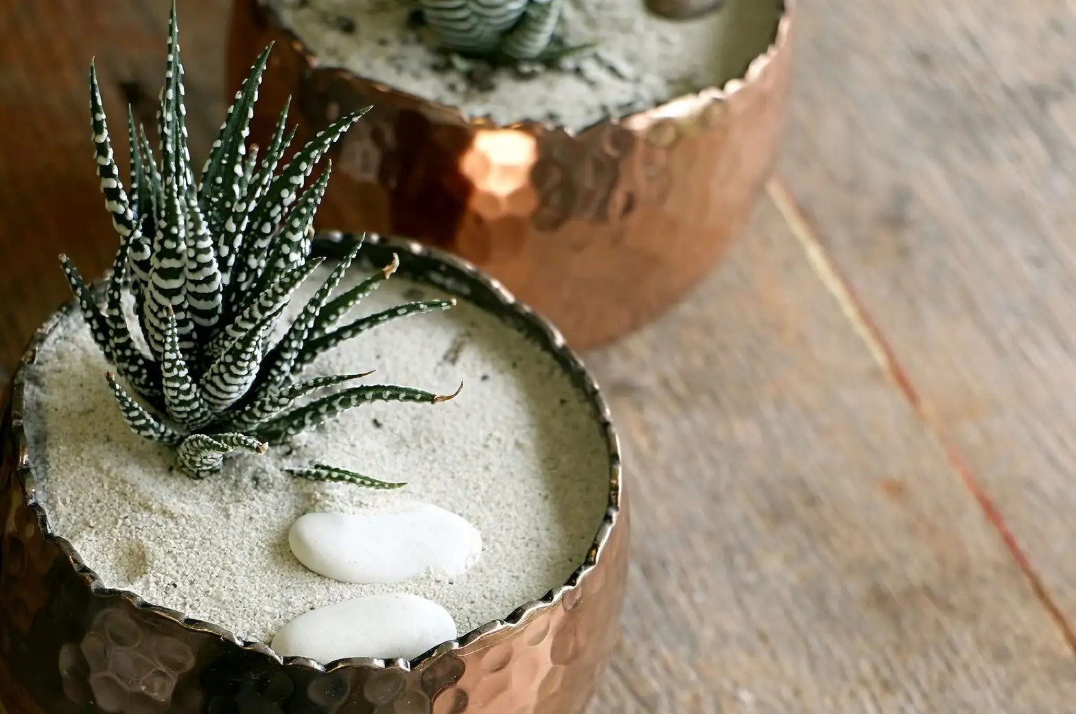 haworthia cooperi repotting roots offsets