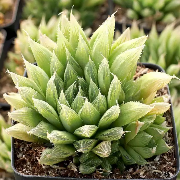 haworthia cooperi under shade cloth balcony