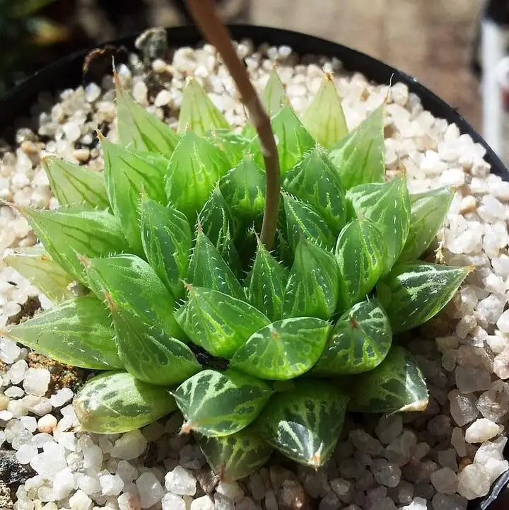 Crystal Doppelgängers: Telling Haworthia cooperi from H. cymbiformis and Other Lookalikes