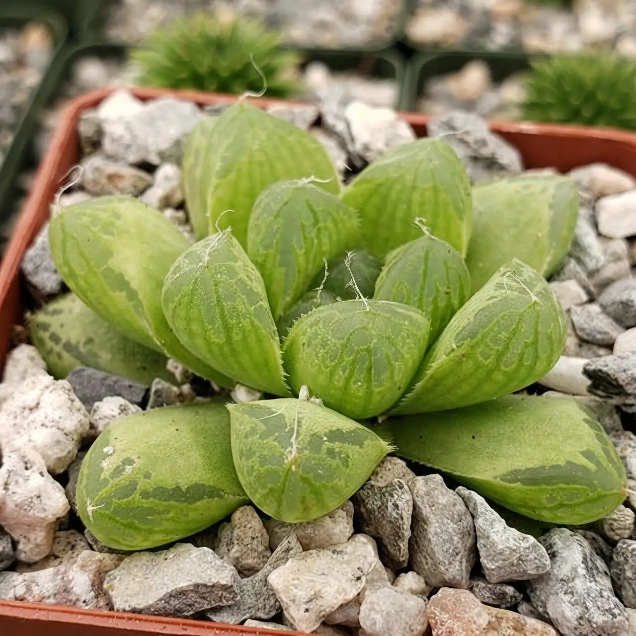 haworthia cooperi and cymbiformis side by side