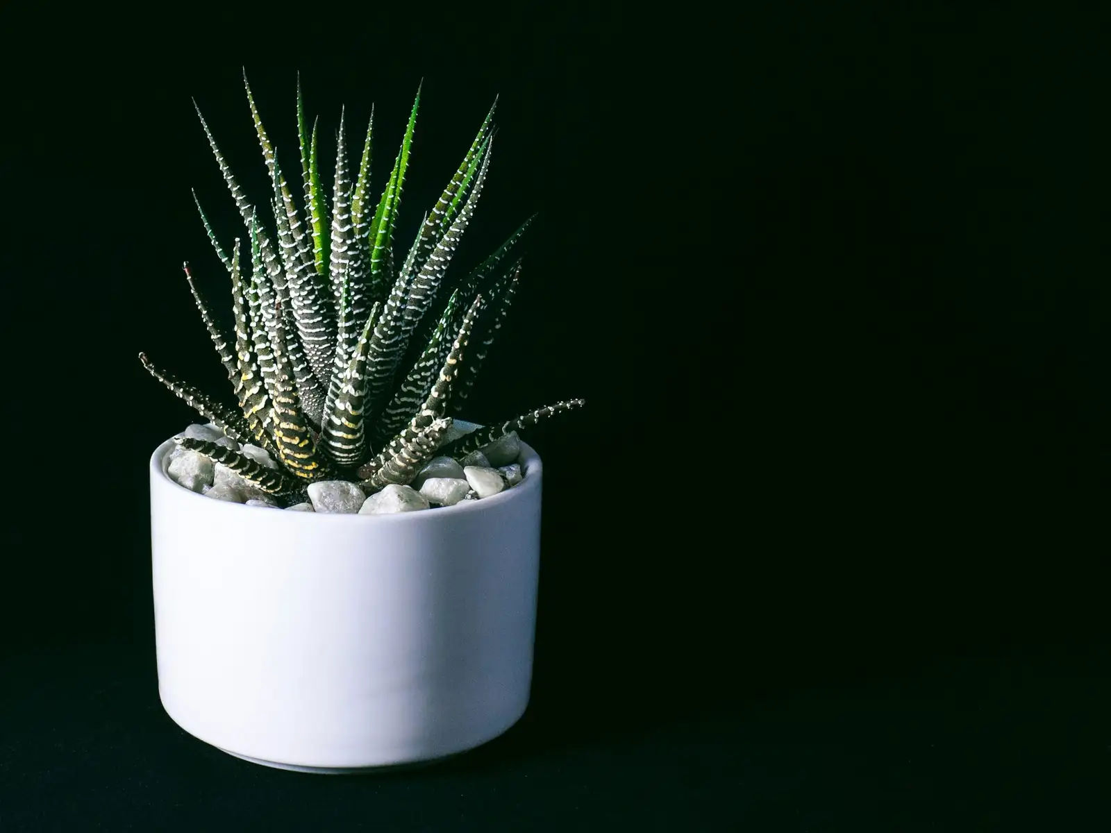 haworthia cooperi and zebra haworthia comparison