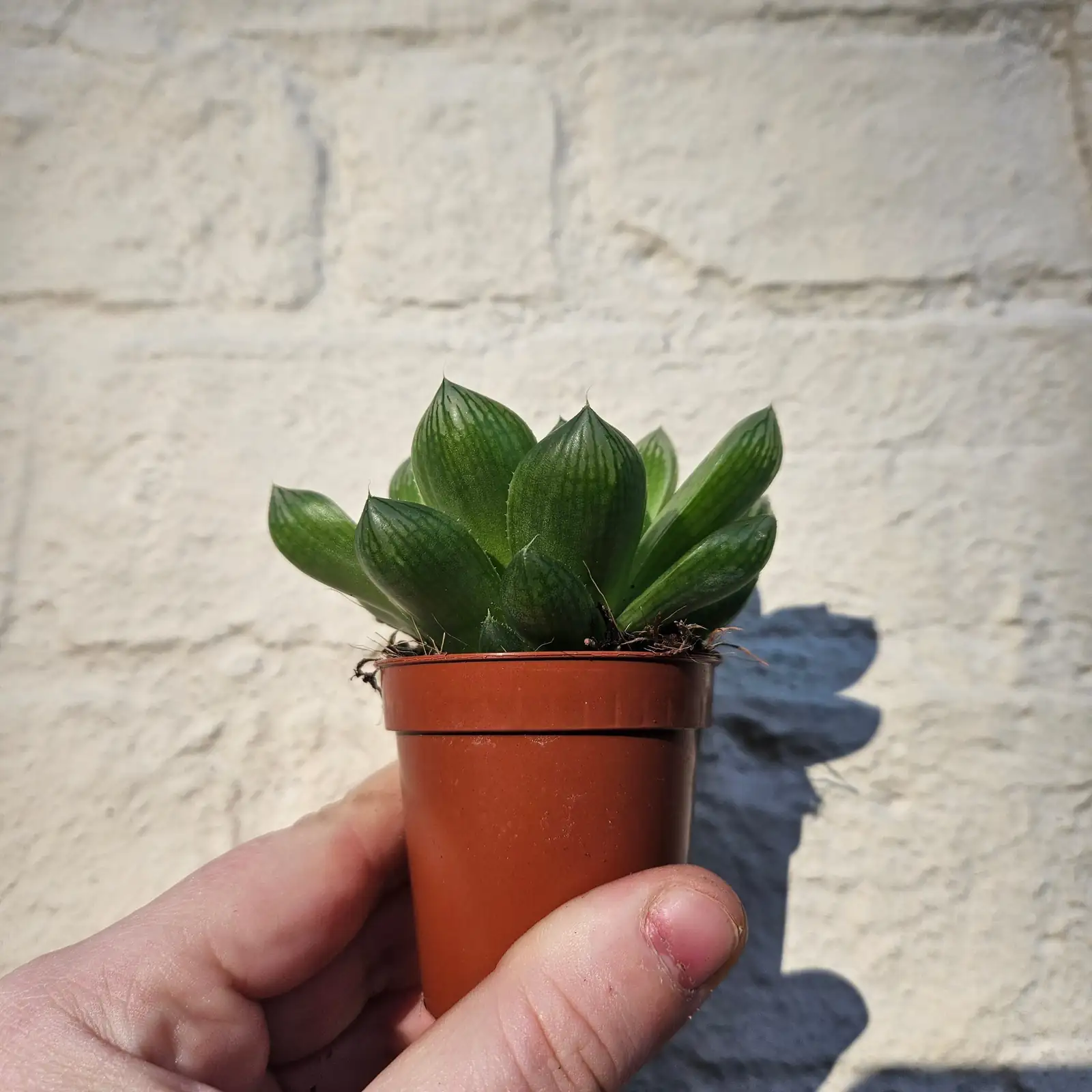 haworthia cooperi bright window indoor watering