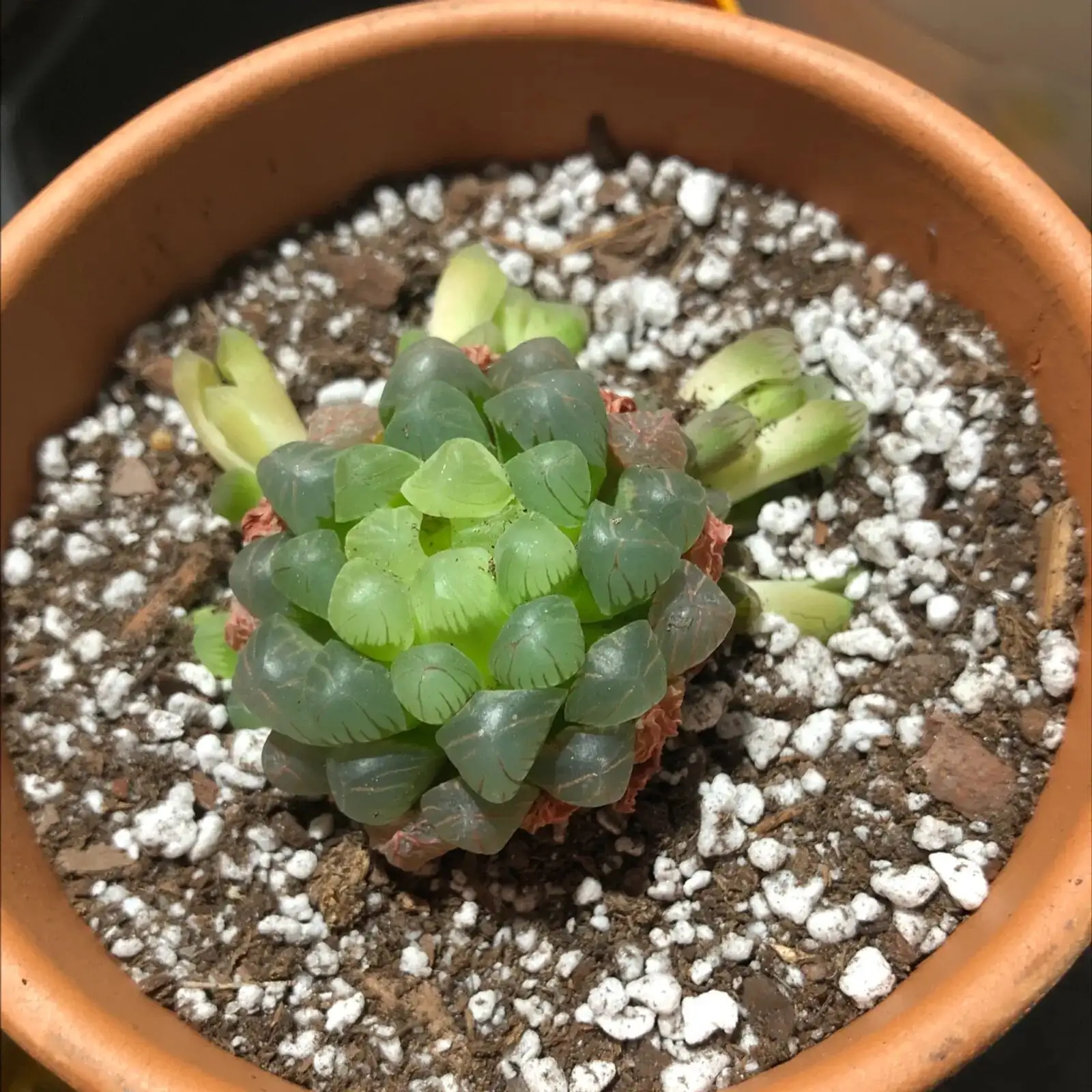 haworthia cooperi shallow clay dish