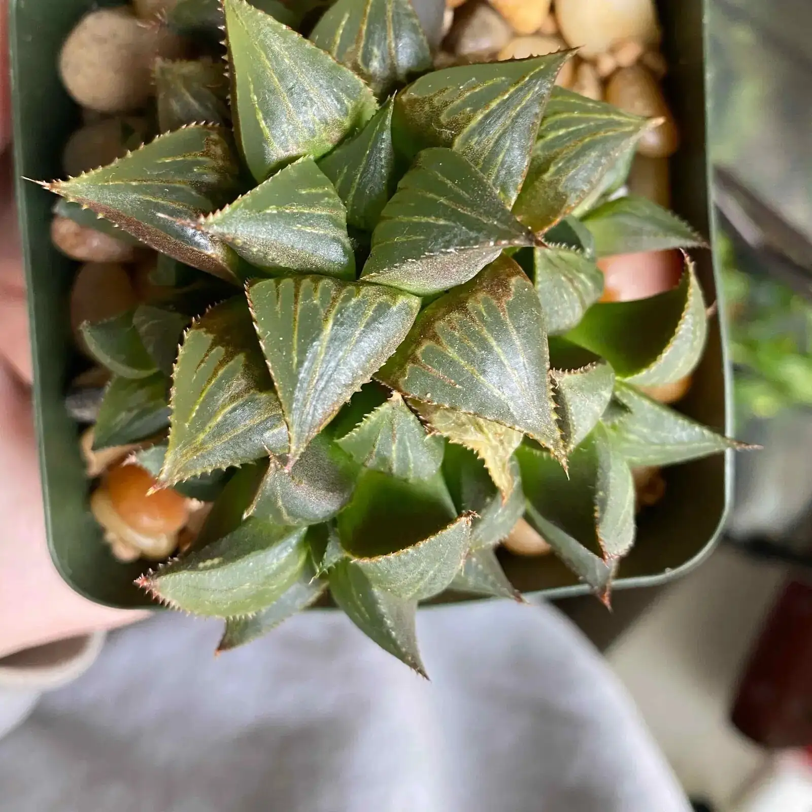 haworthia cooperi spacing airflow layout