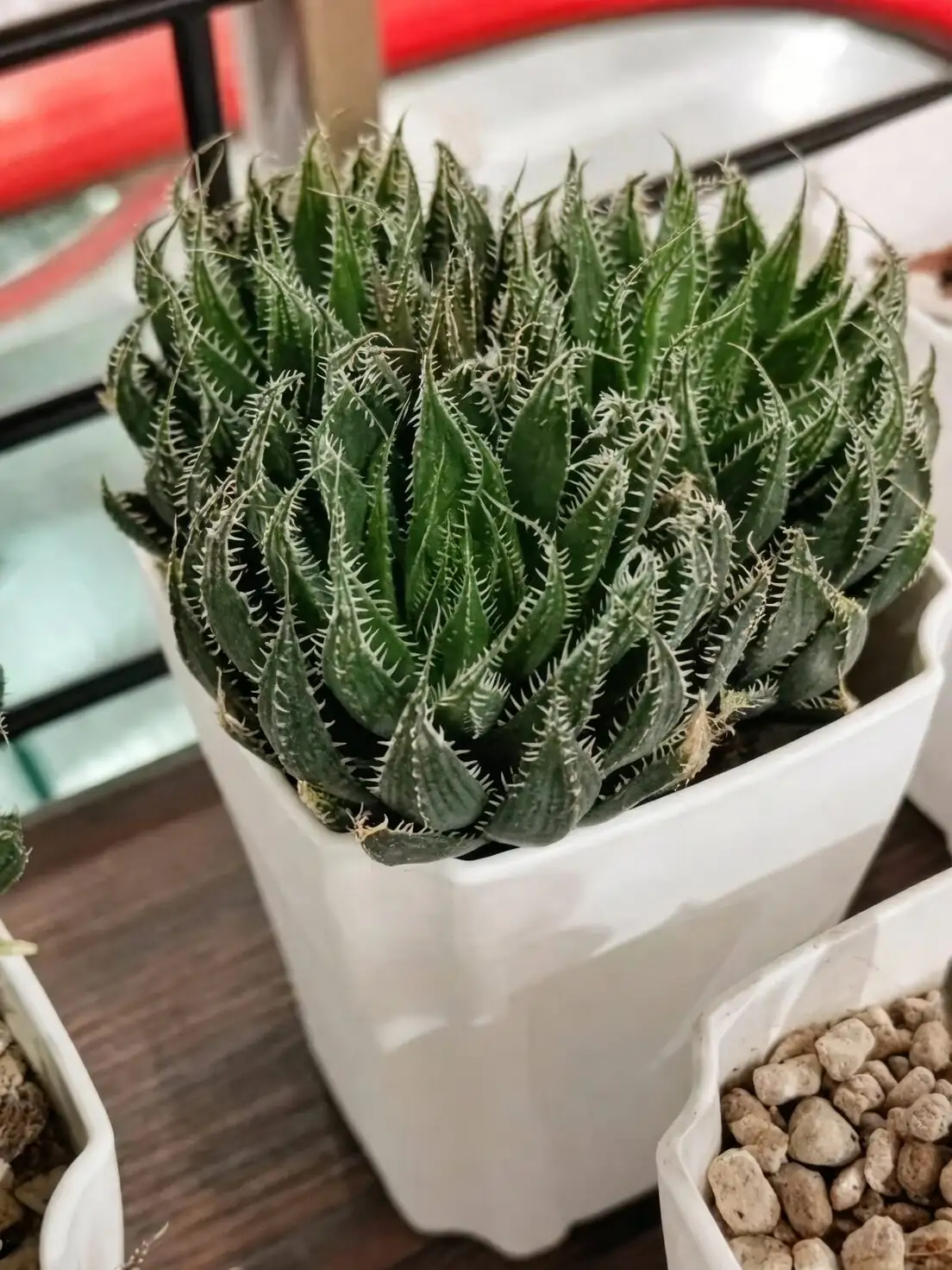 Photographing Plant Windows: Macro Tips to Capture the Glow of Haworthia cooperi