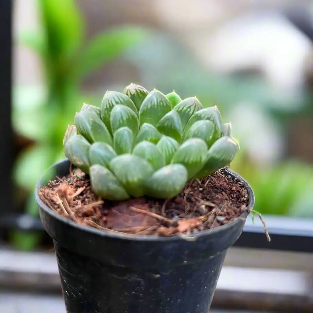 Haworthia cooperi windowsill bright light