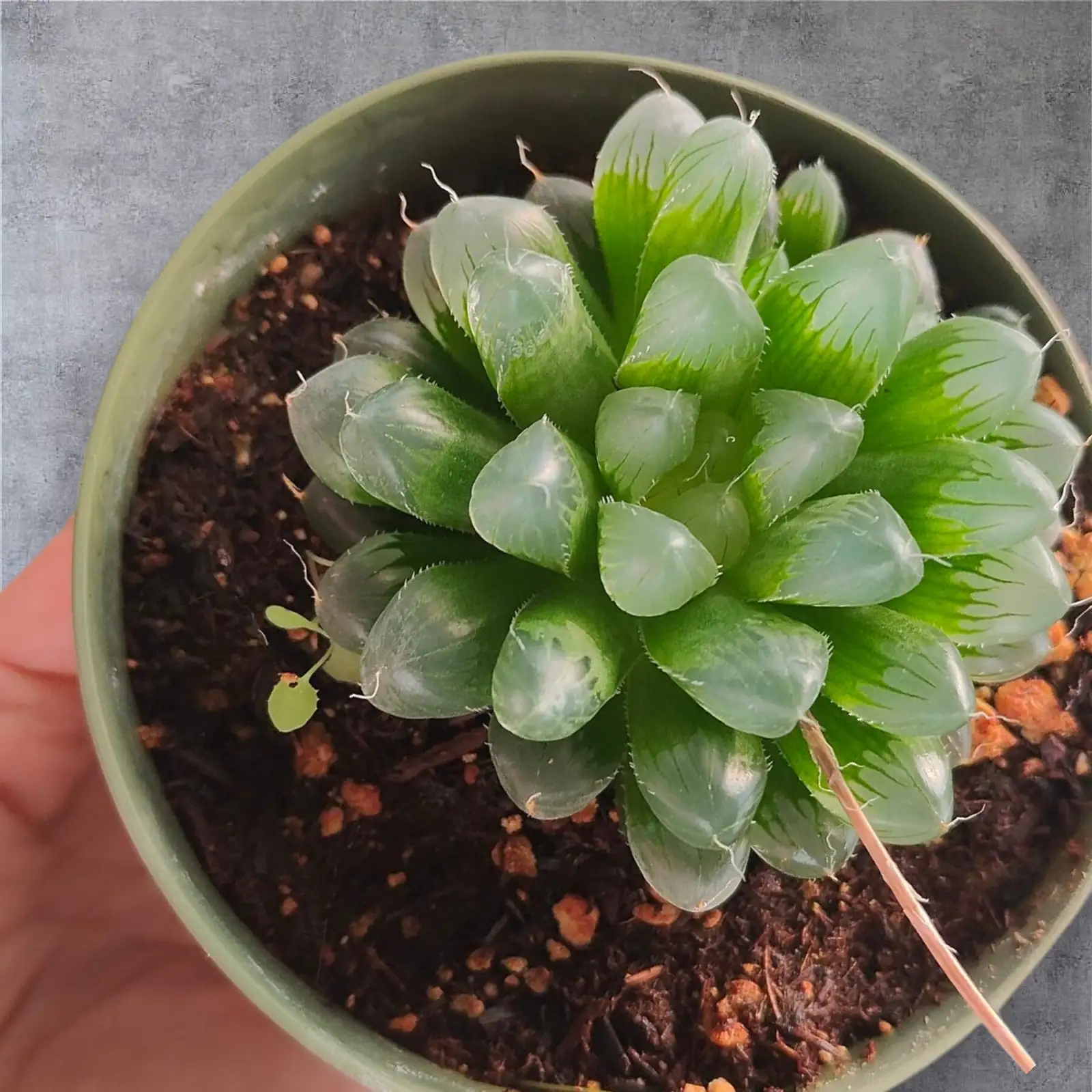Haworthia cooperi watering soil level