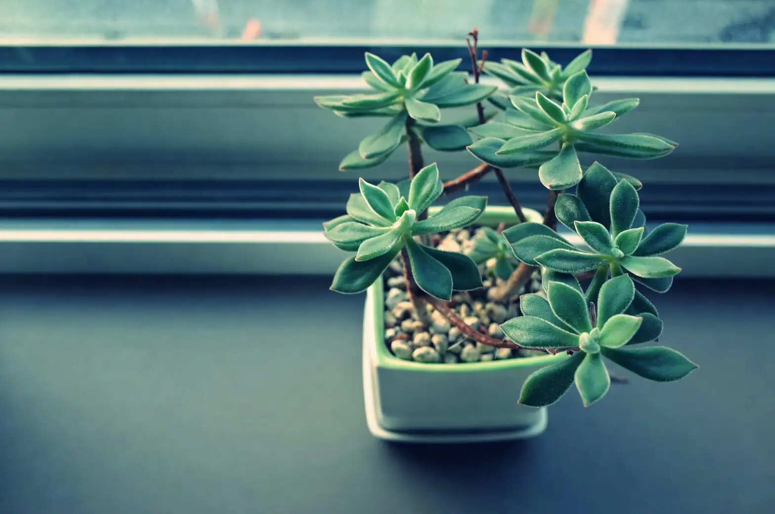 haworthia cooperi etiolated plant indoor