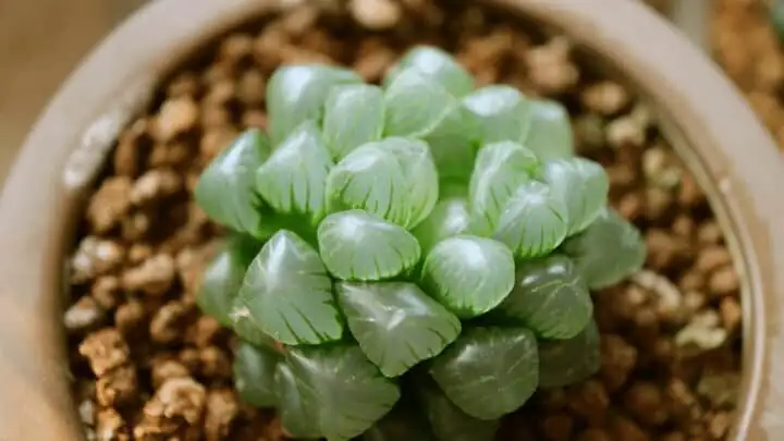 haworthia cooperi windowsill fan