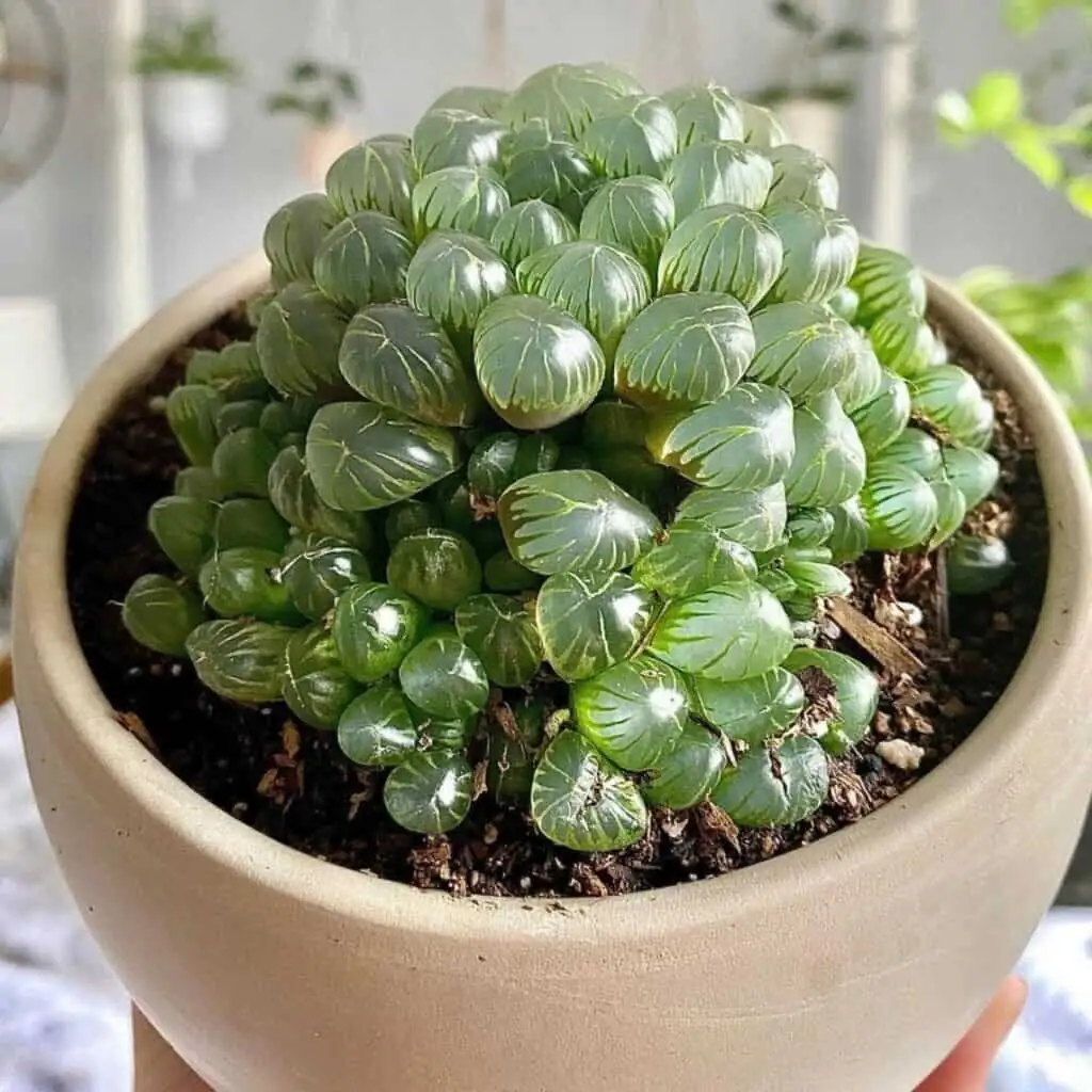 haworthia cooperi sunburn leaf close-up