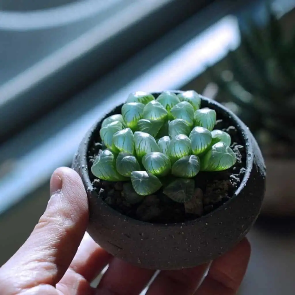 haworthia cooperi edge watering hands