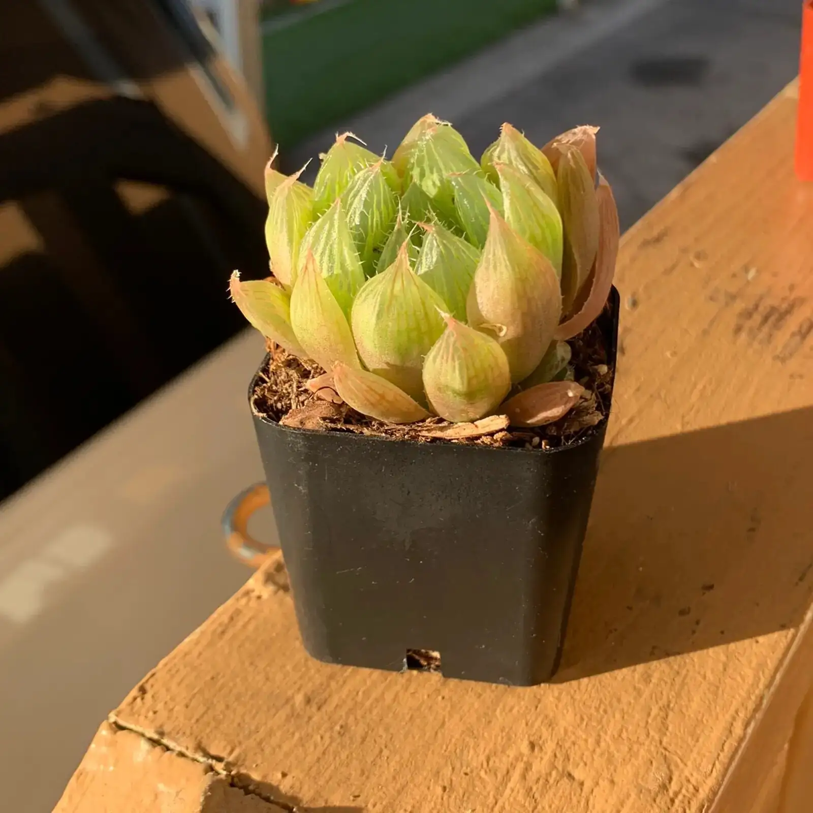 haworthia cooperi desk fan airflow