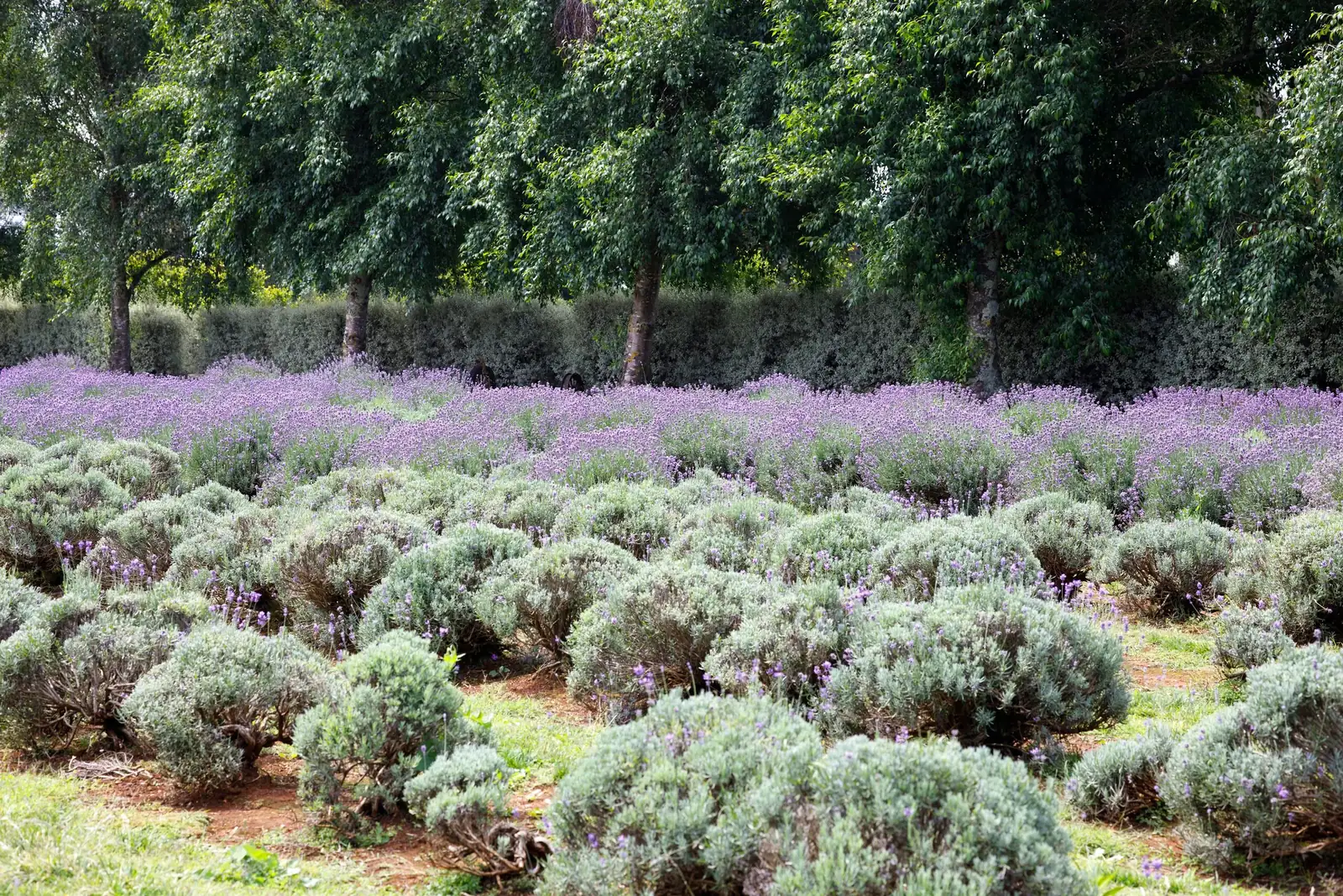 Sun, Soil, and Sips: The No-Overwater Playbook for English Lavender