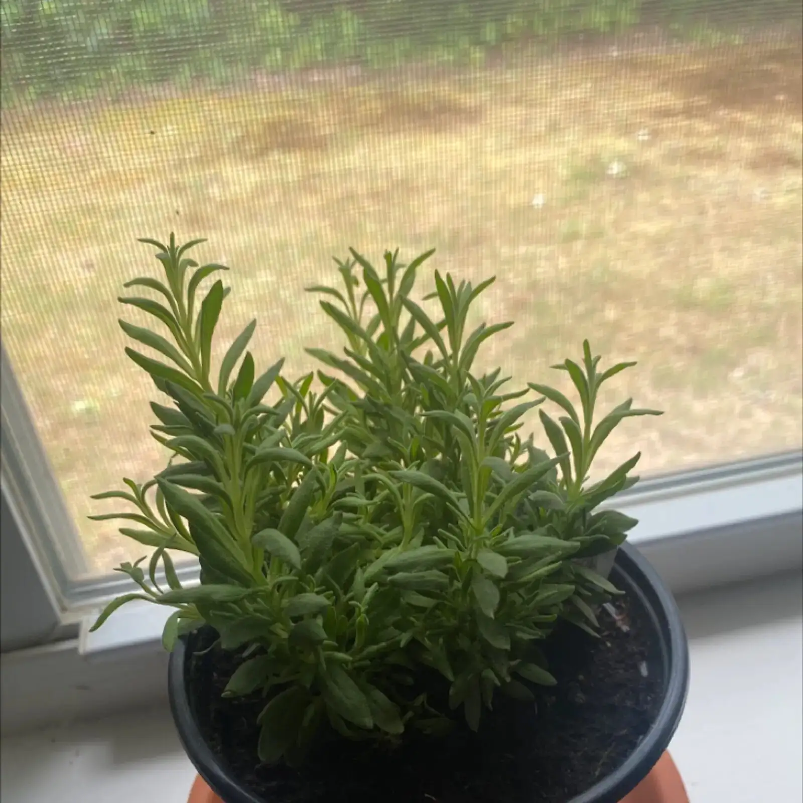 english lavender watering can morning