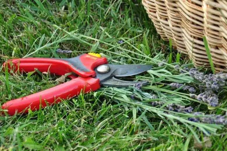 english lavender pruning after flowering