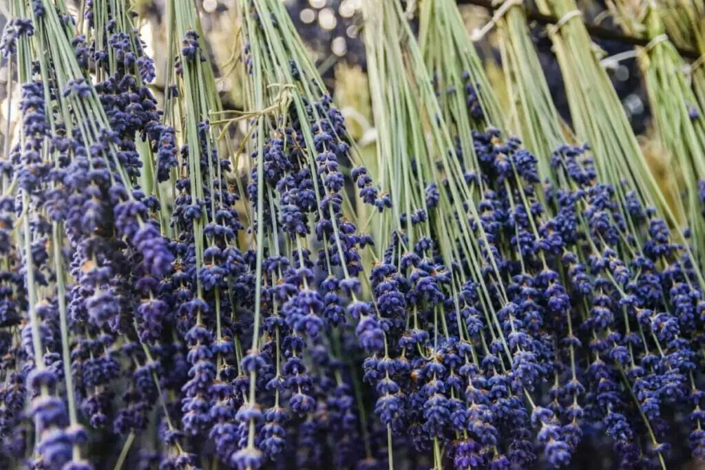 english lavender drying bundles hanging