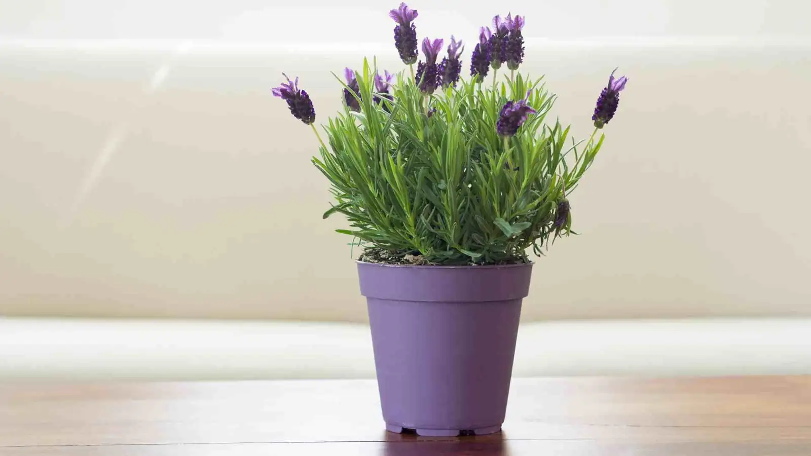 lavender roots repotting gritty mix
