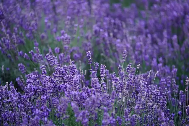 lavender on windowsill with fan