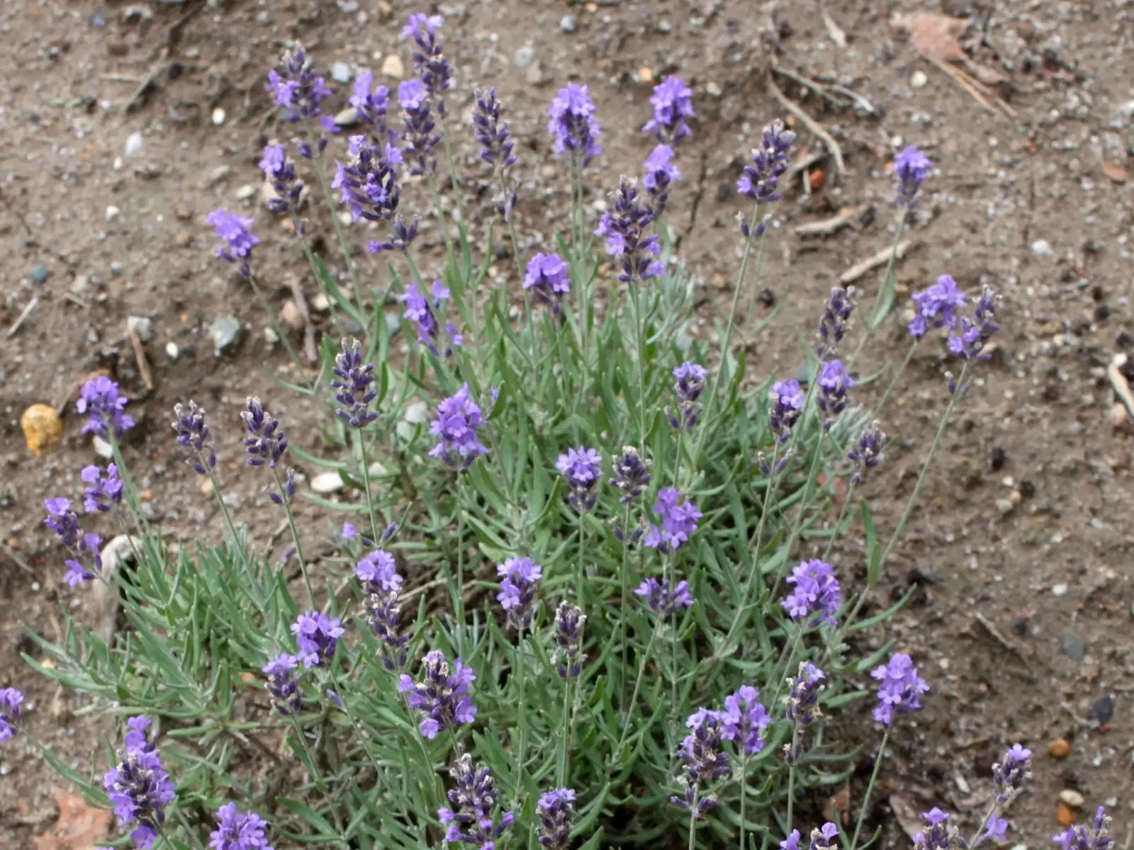 Lavandula angustifolia Roman bath scene